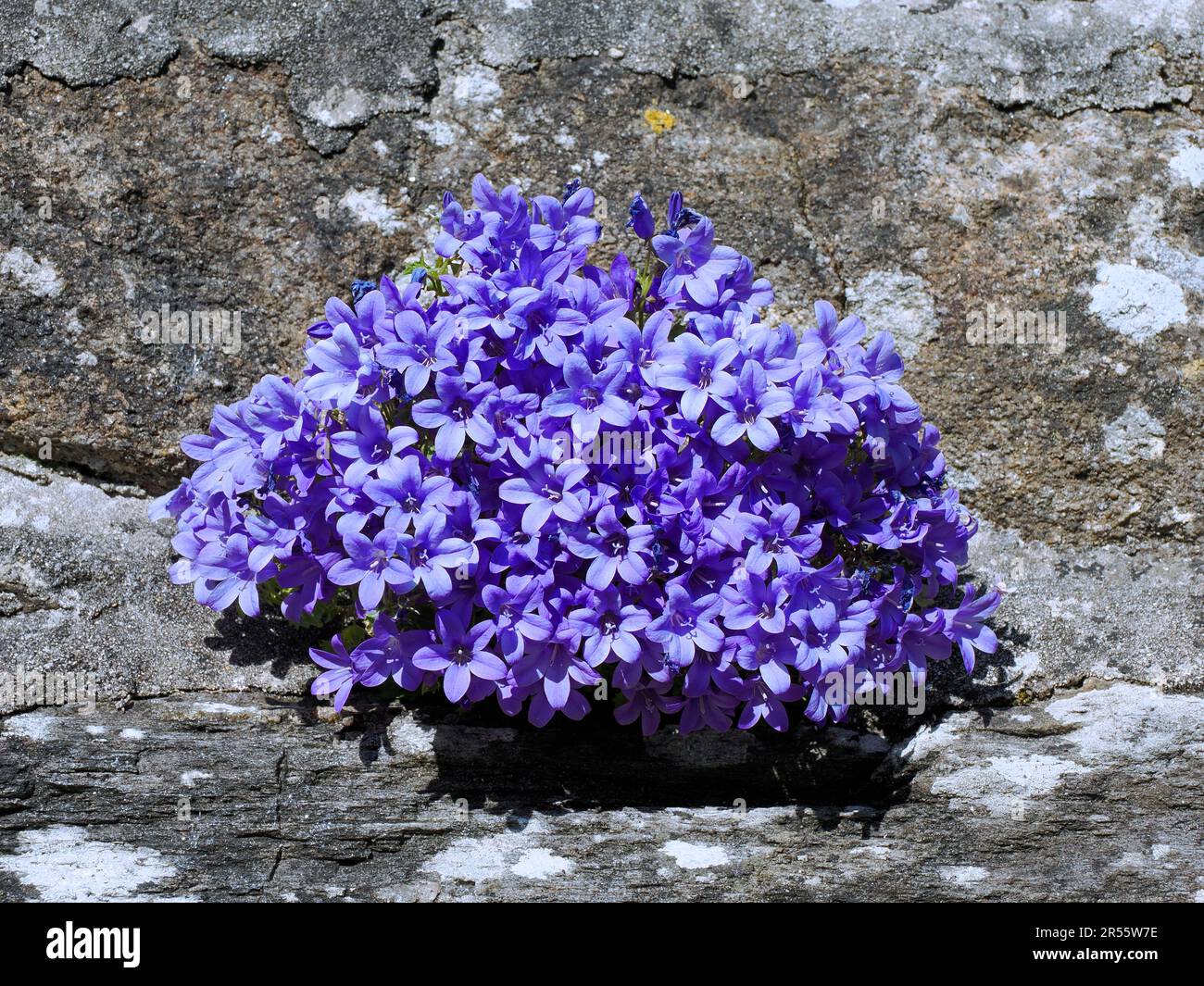 Closeup of Campanula muralis or Campanula portenschlagiana  in Brittany in France Stock Photo