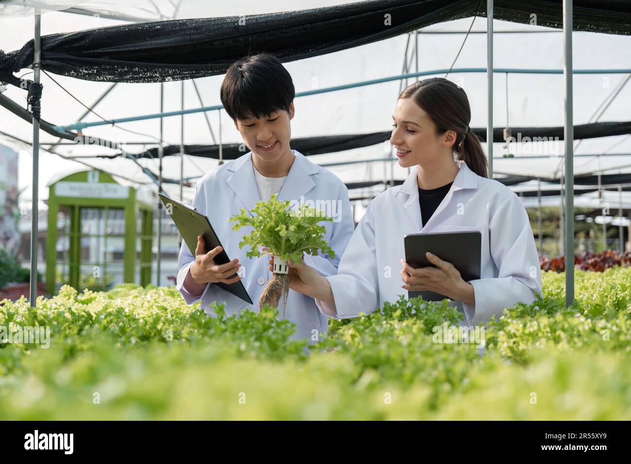Two researches man and woman examine greenery with a tablet in an all white greenhouse Stock Photo