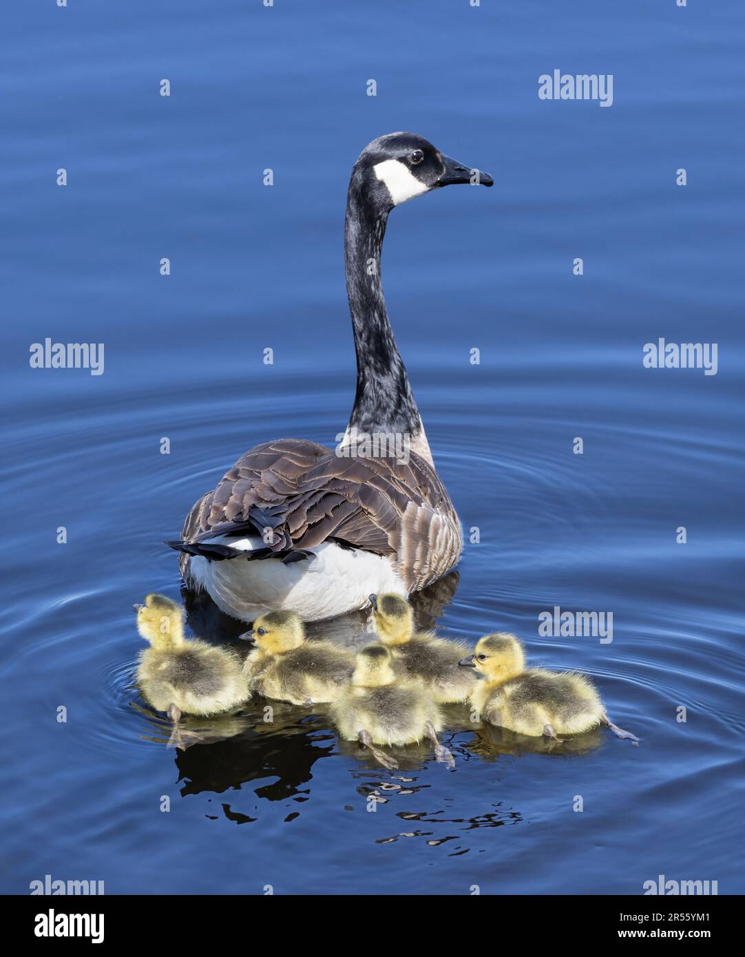 A Canada Goose with her goslings swimming in a river in spring in Canada Stock Photo