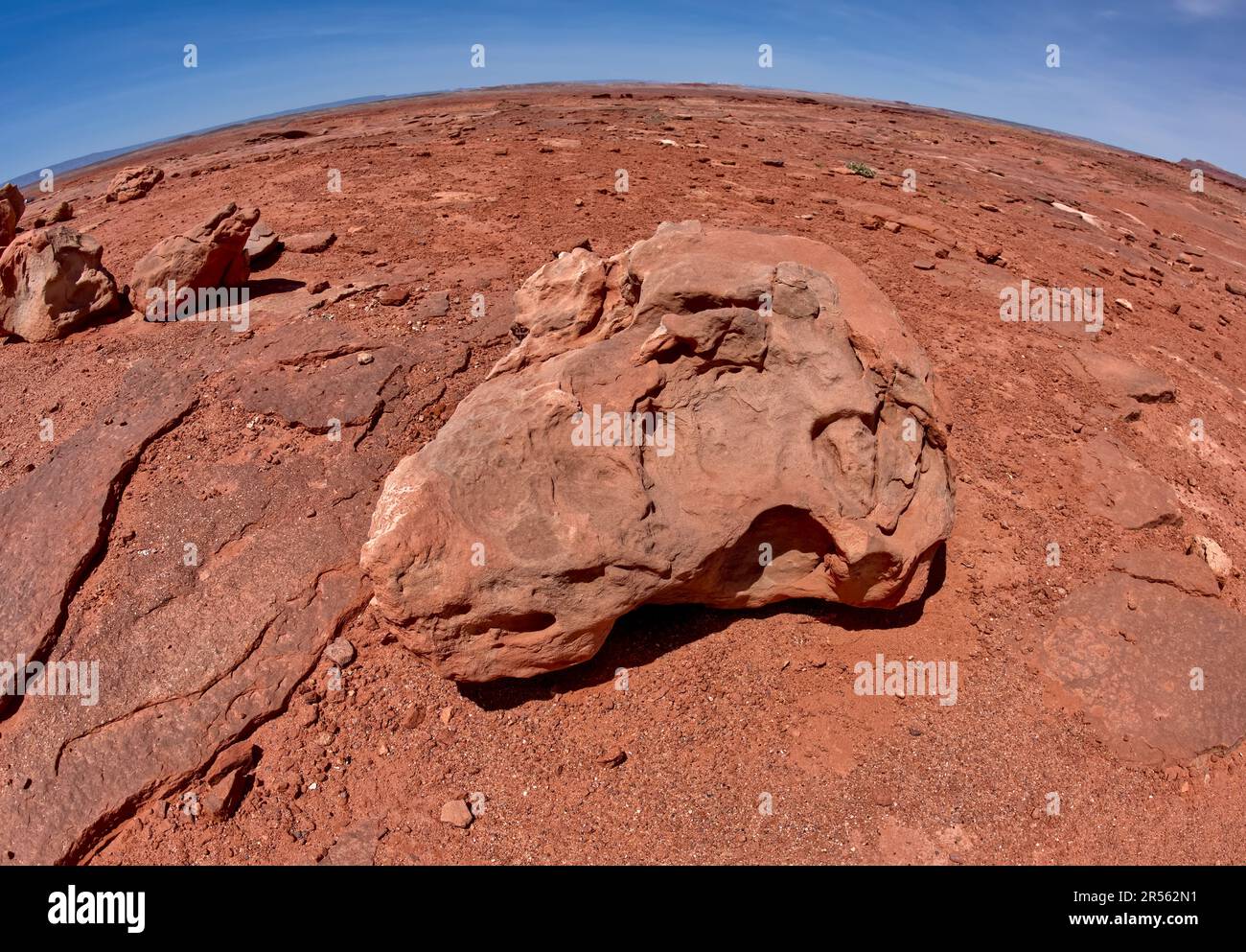 Dinosaur Skull Fossil, Moenave Formation near Tuba City, Arizona, USA Stock Photo