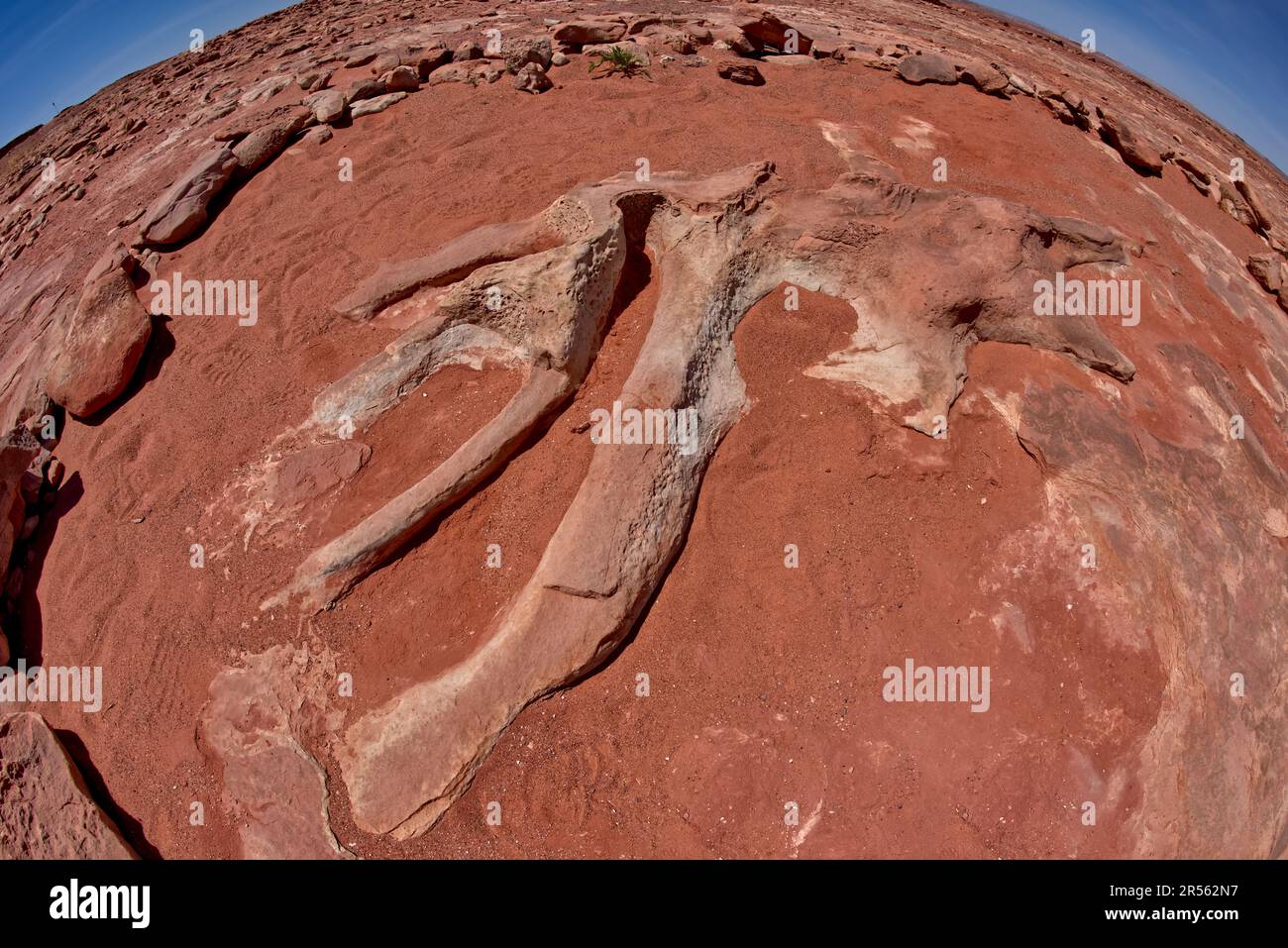 Dinosaur Rib Fossil, Moenave Formation near Tuba City, Arizona, USA Stock Photo