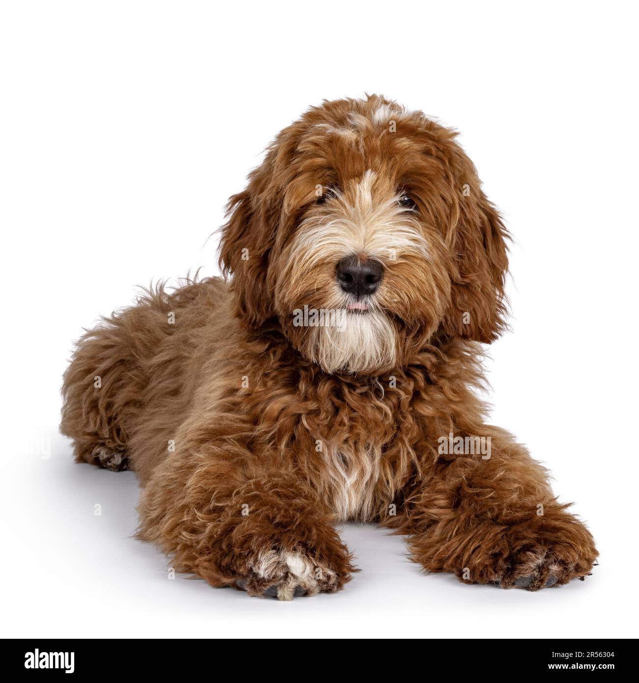 Cute red with white spots Labradoodle dog, laying down facing front. Paws stretched forward. Looking straight to camera. isolated on a white backgroun Stock Photo
