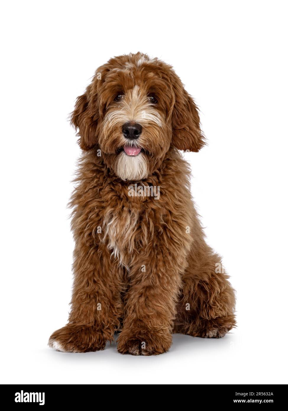 Cute red with white spots Labradoodle dog, sitting up slightly side ways. Looking straight to camera with tongue out. isolated on a white background. Stock Photo