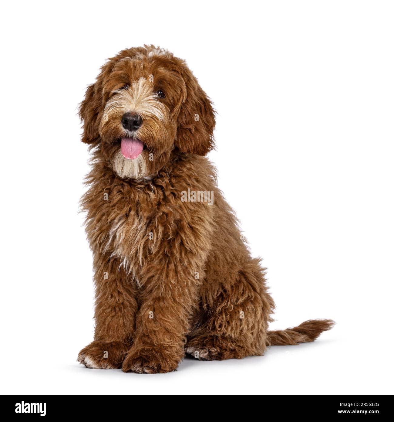 Cute red with white spots Labradoodle dog, sitting up slightly side ways. Looking beside camera with tongue out. isolated on a white background. Stock Photo