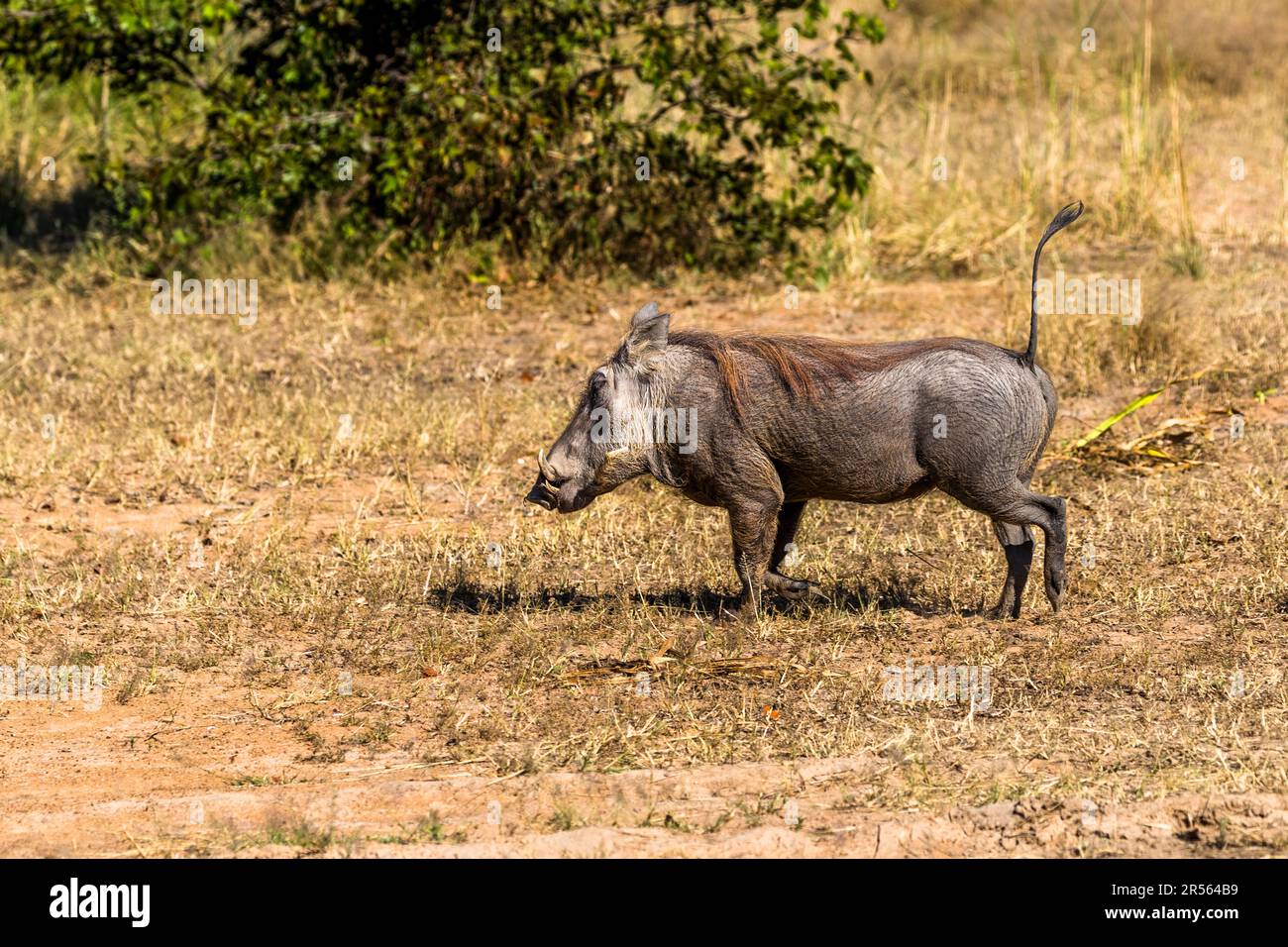 Warthog in Liwonde National Park, Malawi. At the sight of warthogs, many tourists burst into delight and call out to Pumbaa. The characterful warthog plays a supporting role in Walt Disney's Jungle Book as well as in The Lion King Stock Photo