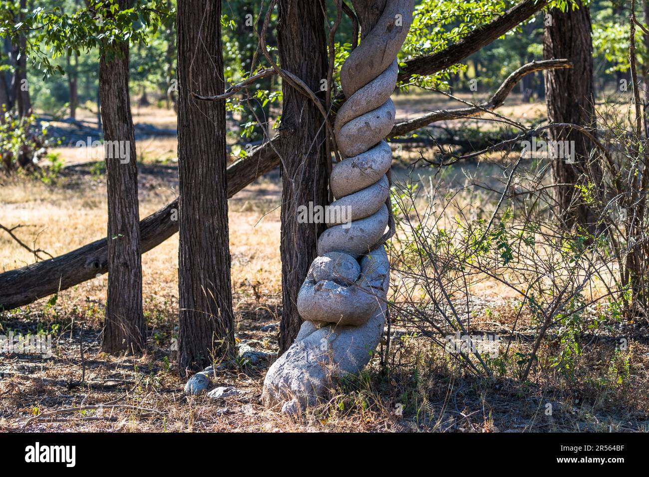 Python Vine / Python Creeper (Fockea multiflora) Liwonde National Park, Malawi Stock Photo