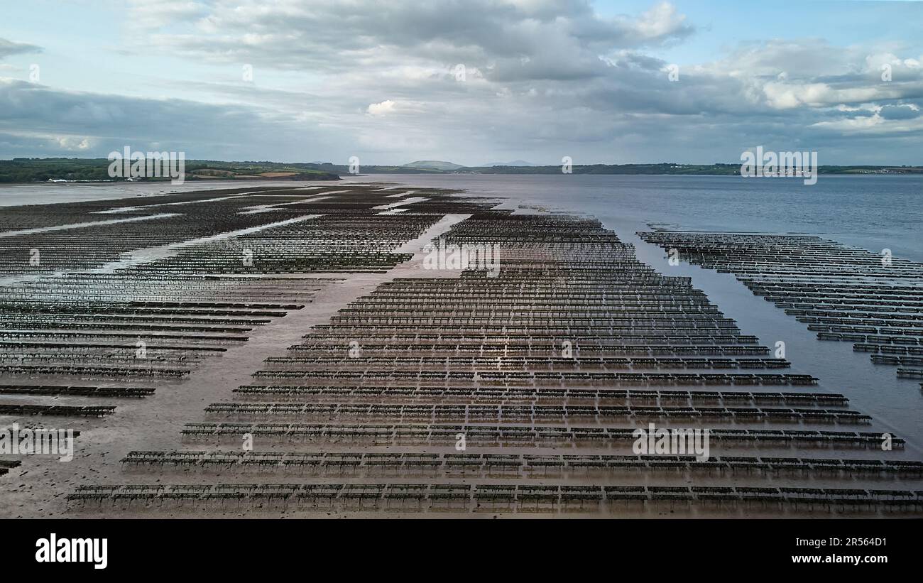 Oyster farming and oyster traps, floating mesh bags. Drone Aerial View