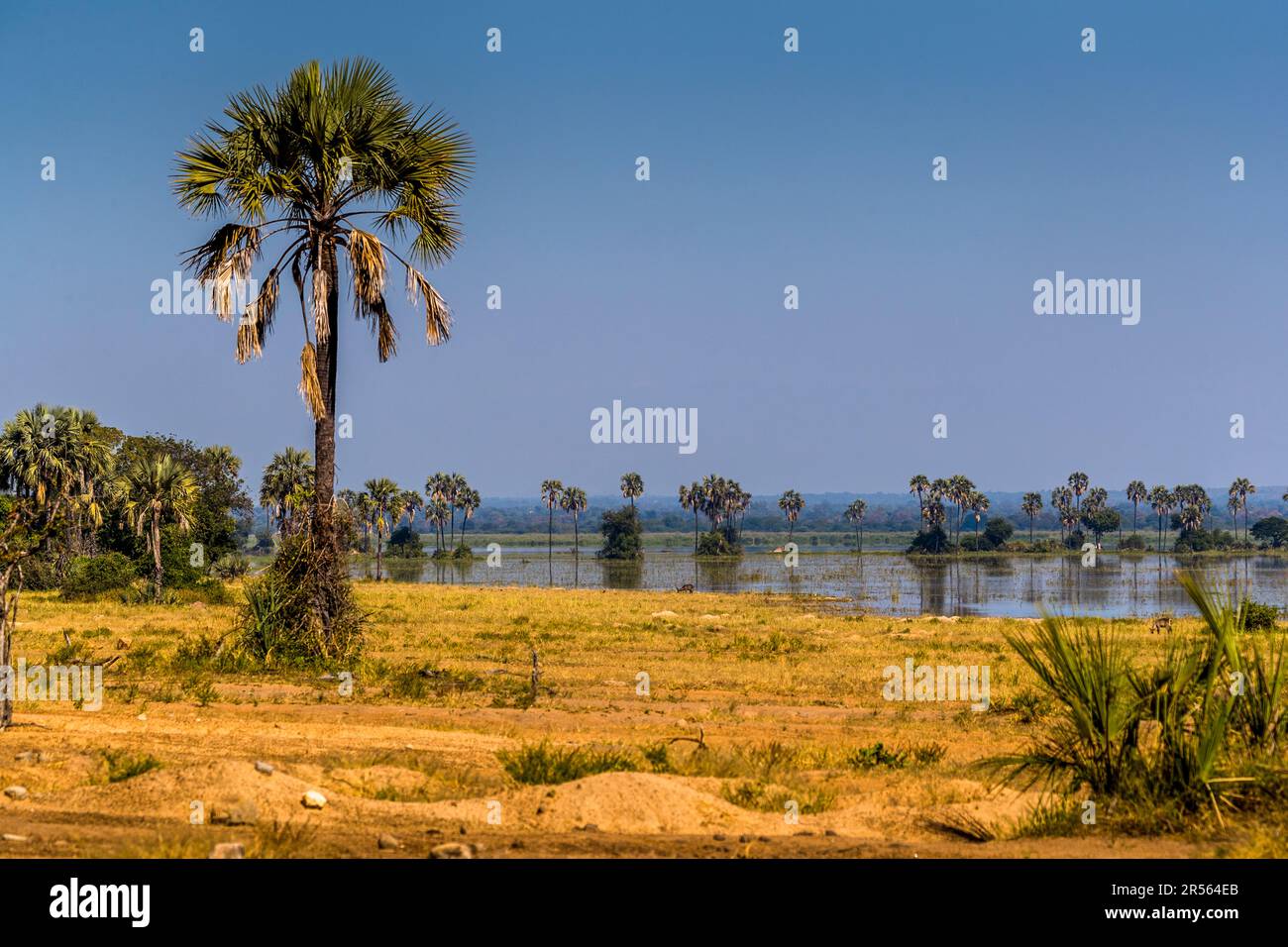 Picturesque landscape in Liwonde National Park, bordering the Shire River on one side. Heavy rains have submerged the palm trees in the riparian area. Palm trees on the bank of the flooded Shire River. Liwonde National Park, Malawi Stock Photo