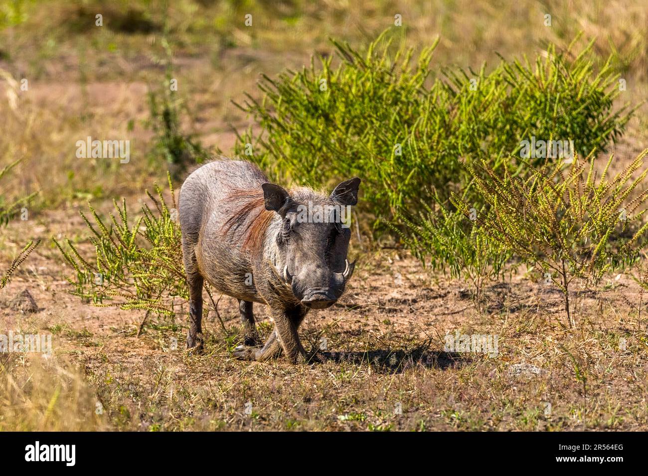 Warthog in Liwonde National Park, Malawi. Famous from movies and television. Pumbaa the warthog from Walt Disney film adaptations seems to curtsy to the park visitors Stock Photo