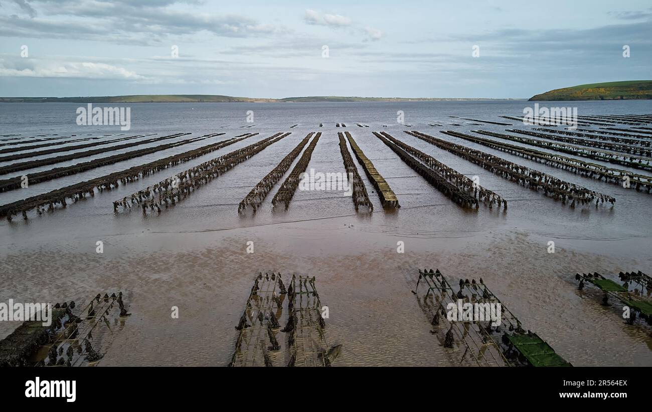 Oyster farming and oyster traps, floating mesh bags. Drone Aereal View