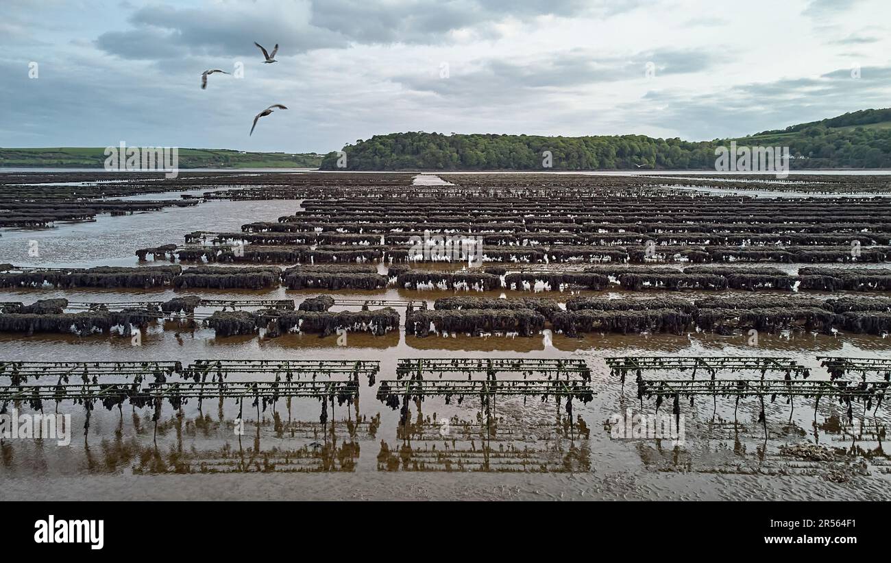 Oyster farming and oyster traps, floating mesh bags. Drone Aerial View