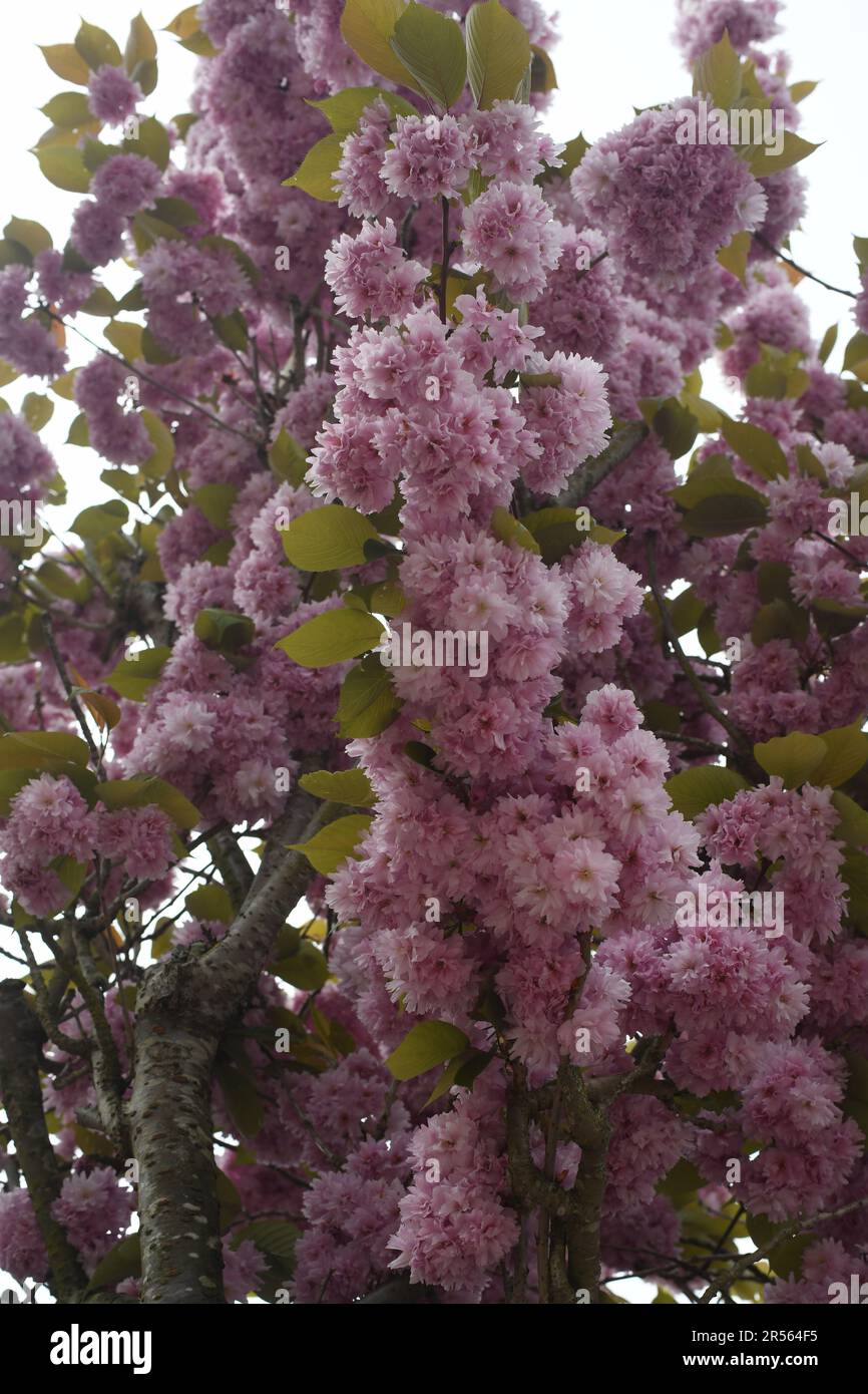 Pink cherry blossom Stock Photo