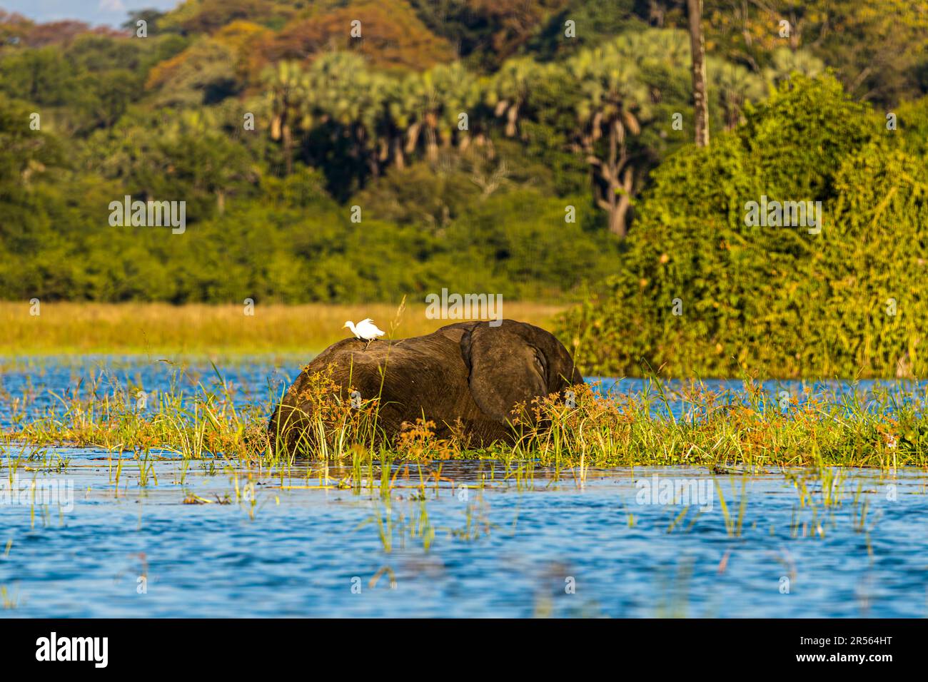 Evening atmosphere with elephants on the Shire River. Liwonde National Park, Malawi Stock Photo