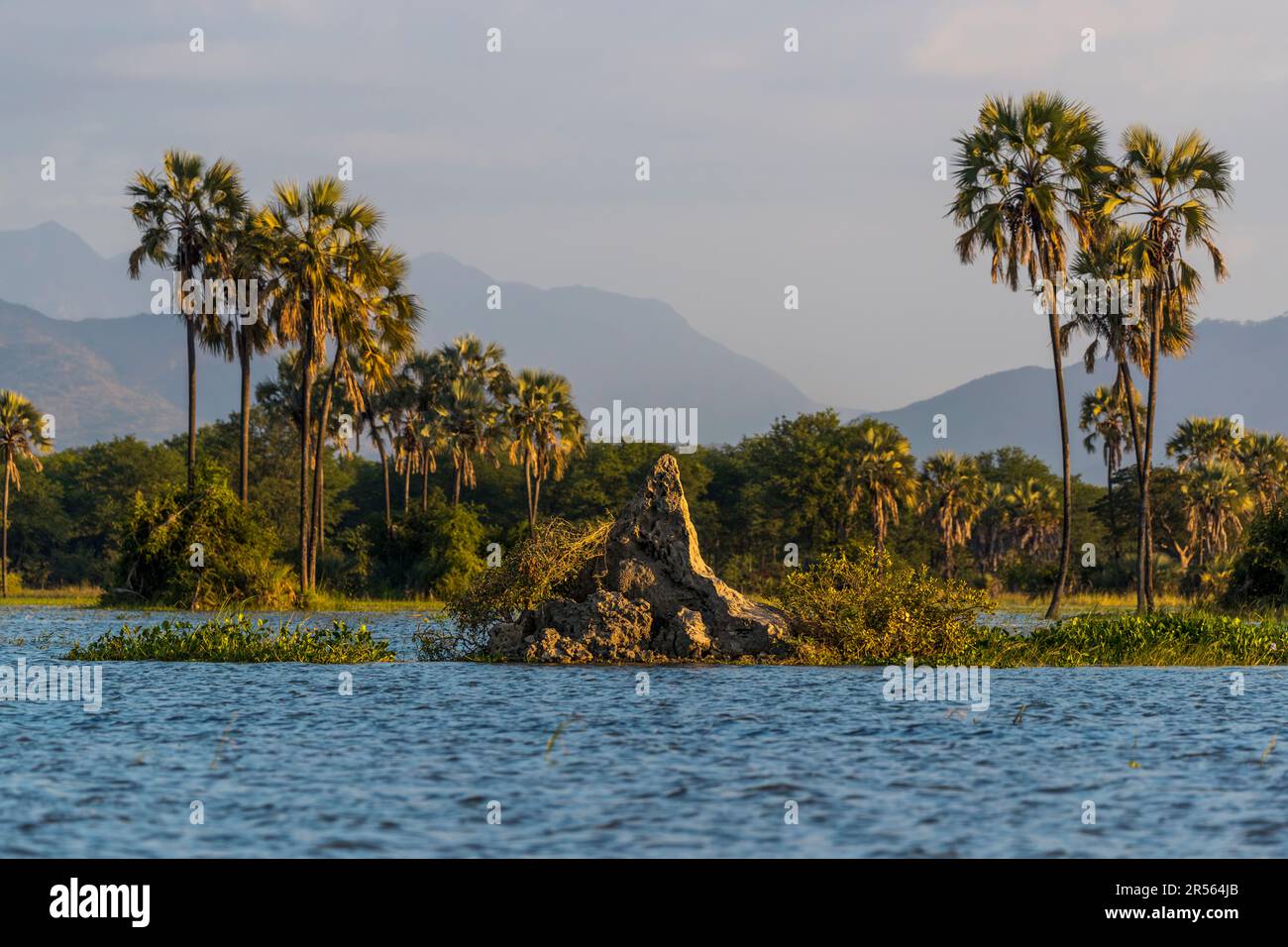 Evening atmosphere on the Shire River. Liwonde National Park, Malawi. Palm trees in the flood plain on the banks of the Shire River and the Shire Highlands in the background create a very beautiful landscape Stock Photo