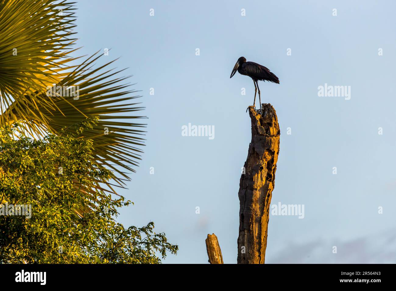 African Openbill (Anastomus lamelligerus). Evening atmosphere on the Shire River. Liwonde National Park, Malawi Stock Photo