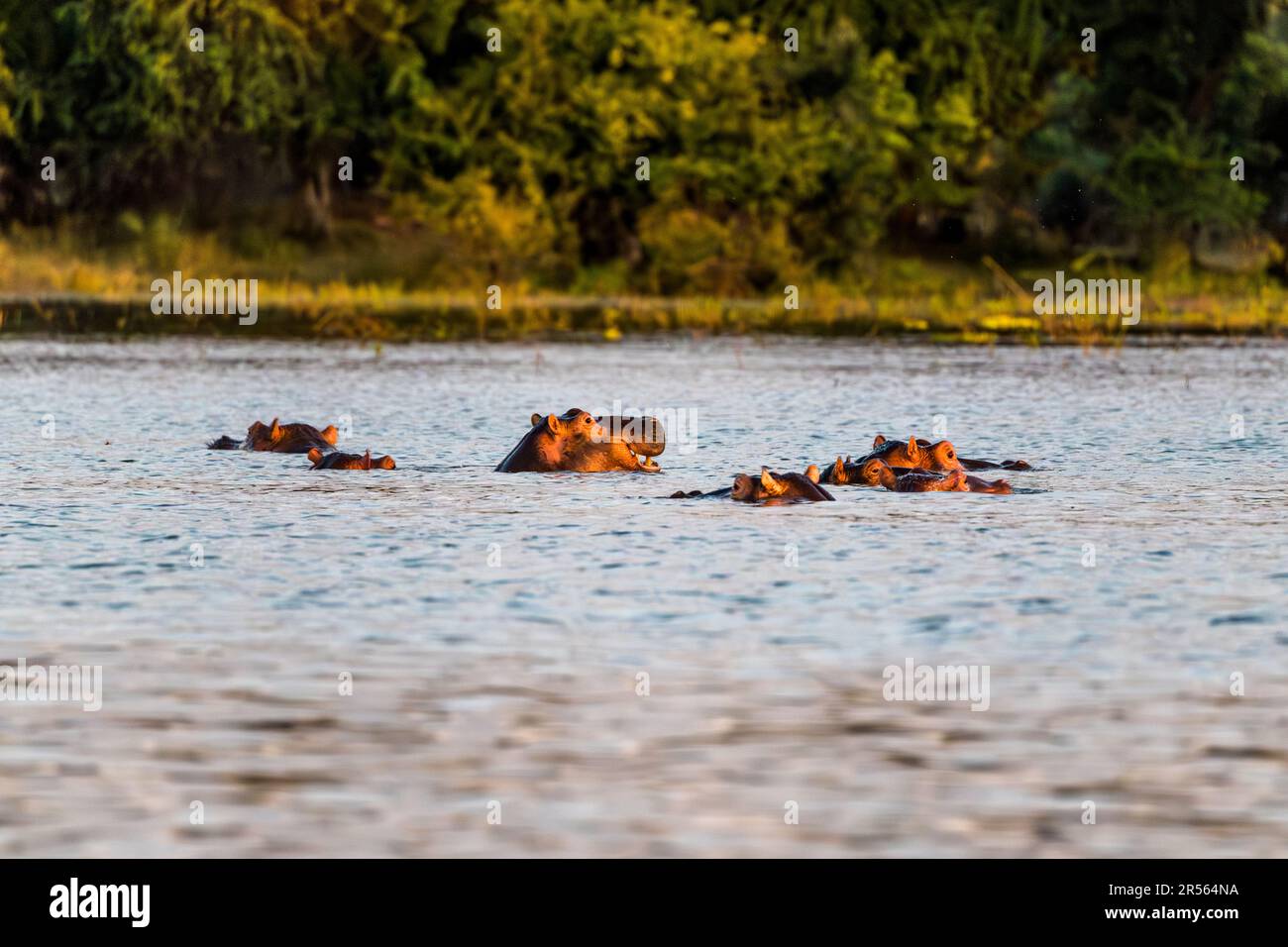 Evening atmosphere with Hippos on the Shire River. Liwonde National Park, Malawi Stock Photo