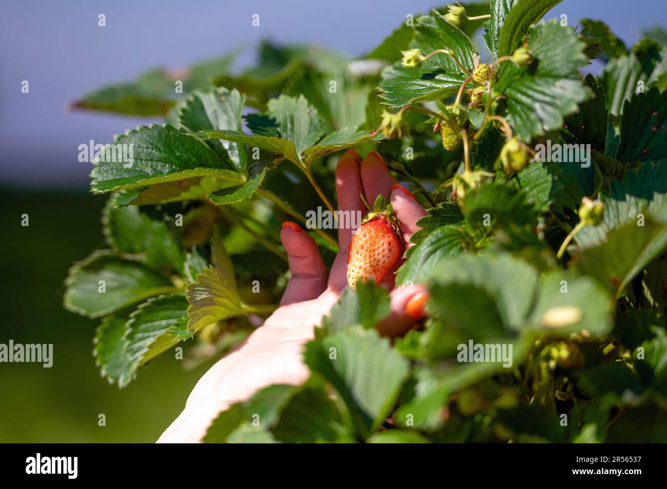 Woman inspects strawberry plant hi-res stock photography and images - Alamy