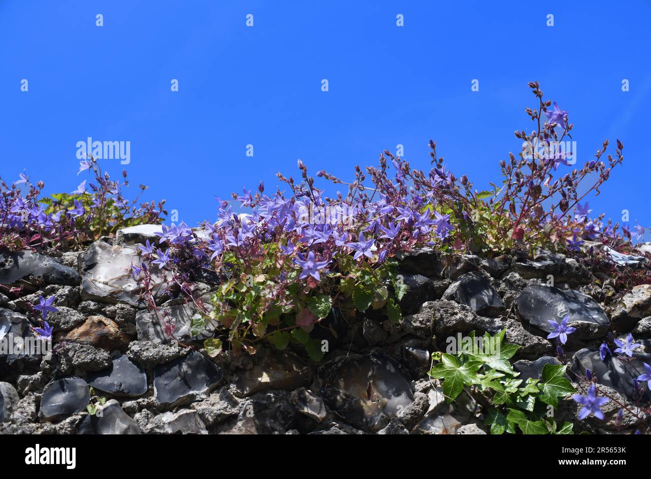 Plants on flint wall Stock Photo