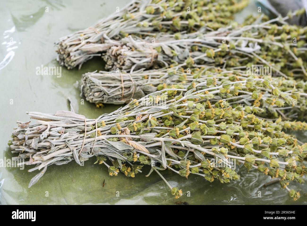Bunches of dried ironwort or Greek mountain tea (Sideritis Scardica) used as aromatic hot drink or in herbal medicine for colds and digestive problems Stock Photo