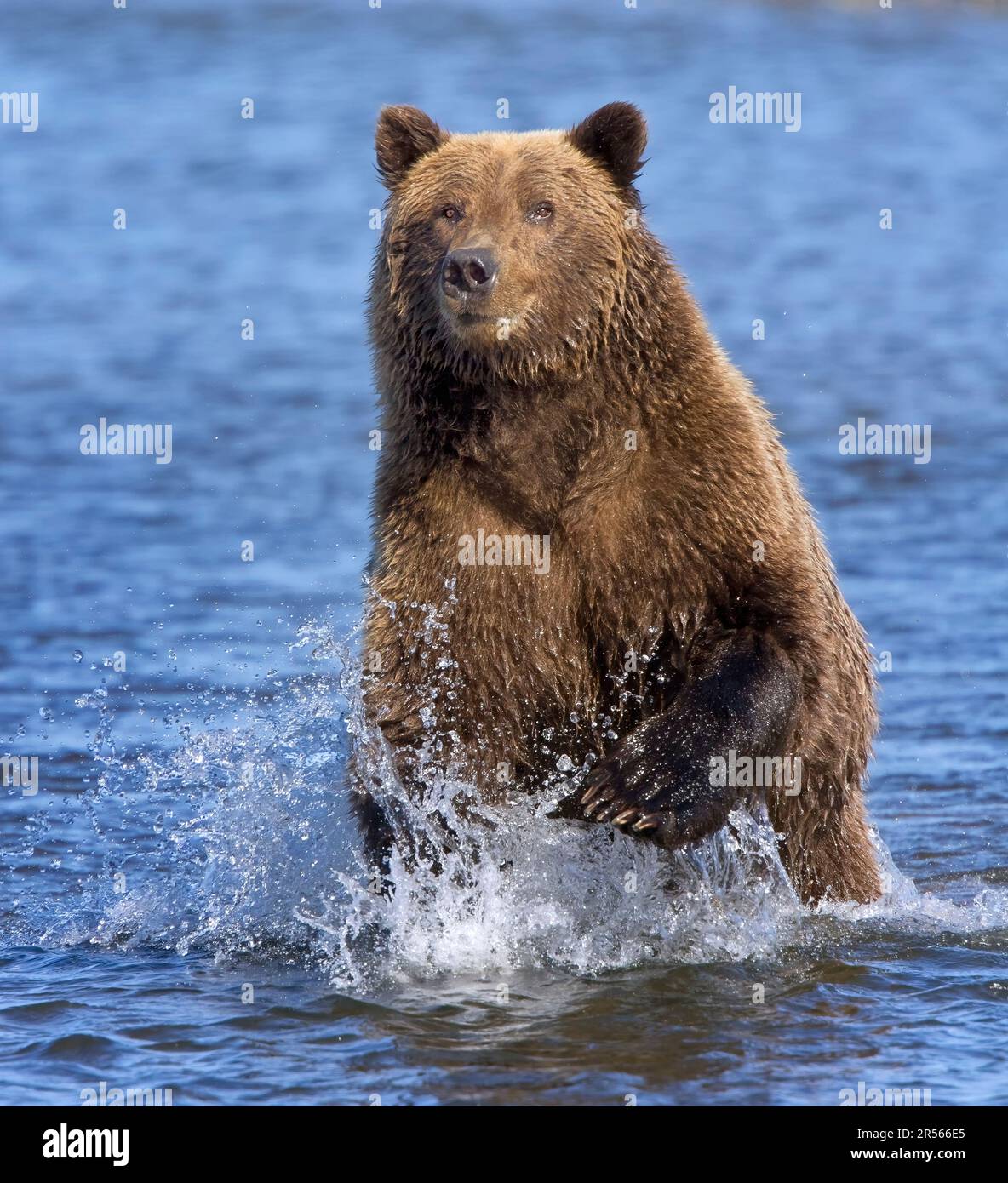 Coastal Brown Bear (Ursus arctos) chasing salmon, Silver Salmon Creek, Lake Clark National Park and Preserve, Alaska Stock Photo