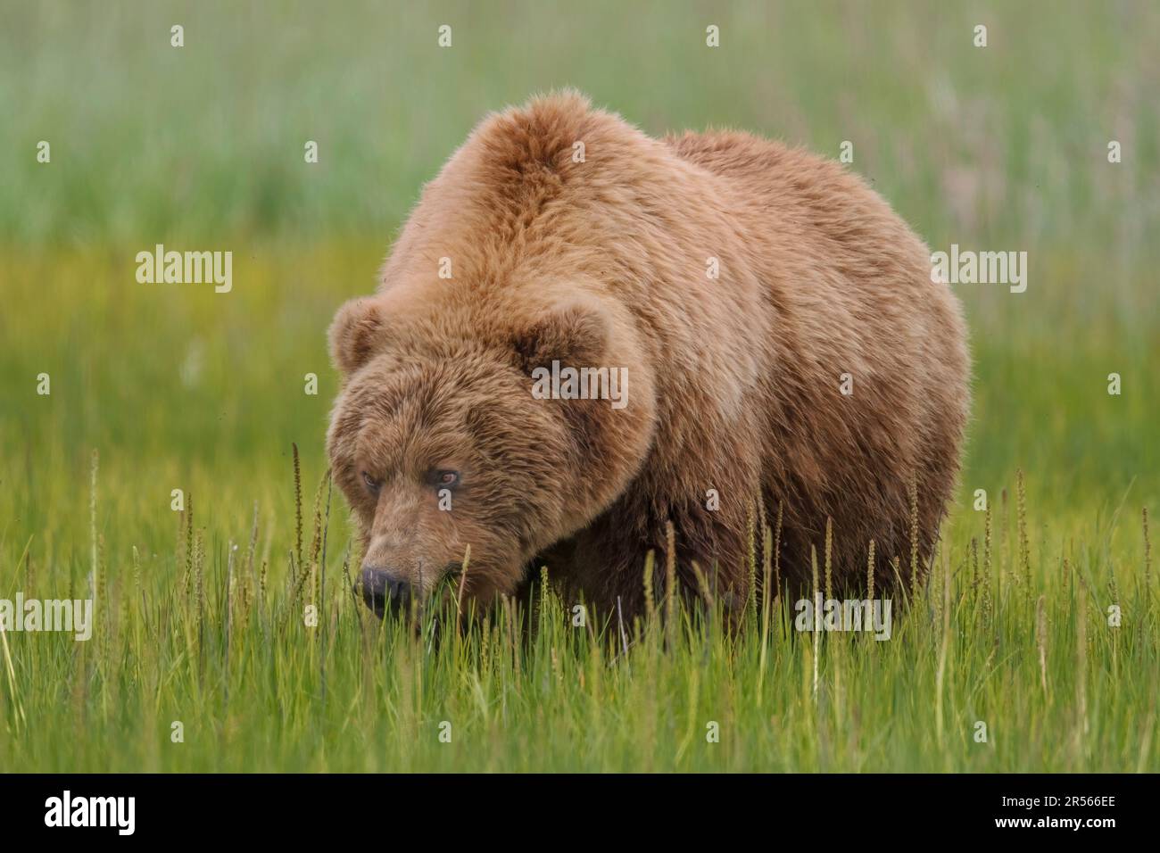Coastal Brown Bear (Ursus arctos) standing in a meadow, Silver Salmon Creek, Lake Clark National Park and Preserve, Alaska Stock Photo
