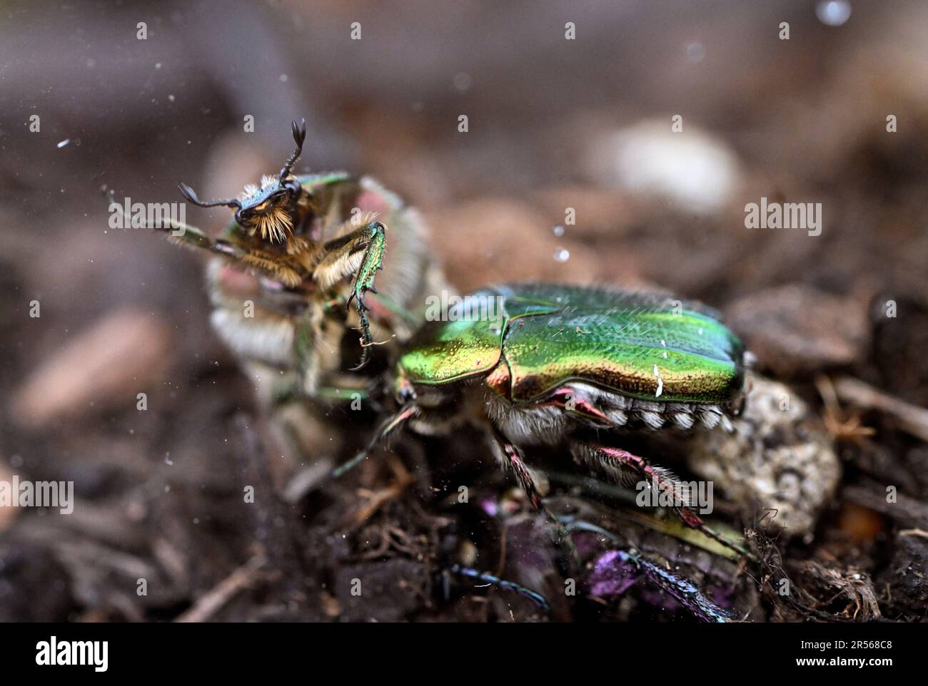 Prague, Czech Republic. 01st June, 2023. Great exhibition of invertebrates, organised by the Faculty of Science of Charles University in the Botanical Garden in Prague, Czech Republic, June 1, 2023. Green rose chafer (Cetonia aurata). Credit: Katerina Sulova/CTK Photo/Alamy Live News Stock Photo