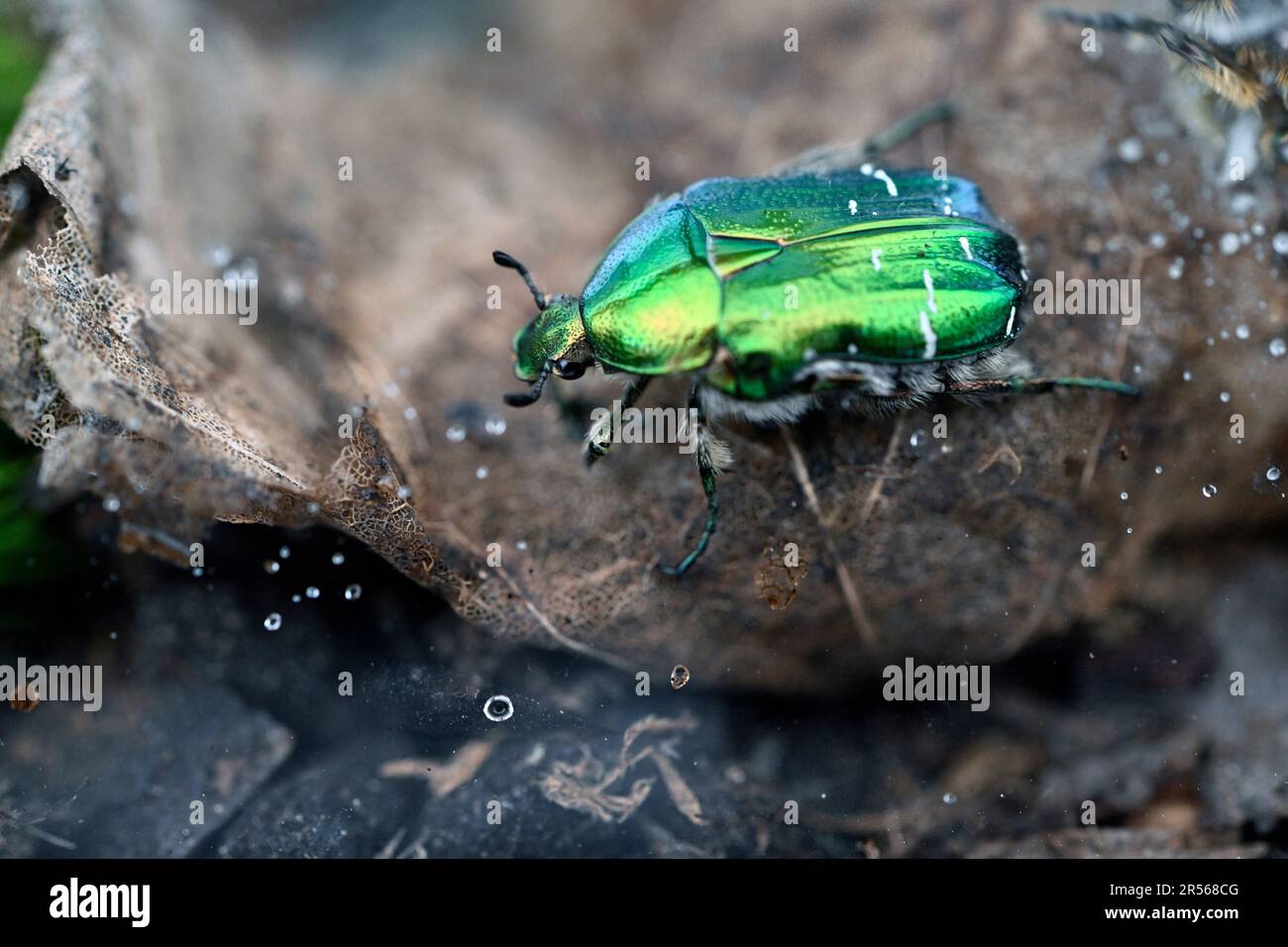 Prague, Czech Republic. 01st June, 2023. Great exhibition of invertebrates, organised by the Faculty of Science of Charles University in the Botanical Garden in Prague, Czech Republic, June 1, 2023. Green rose chafer (Cetonia aurata). Credit: Katerina Sulova/CTK Photo/Alamy Live News Stock Photo