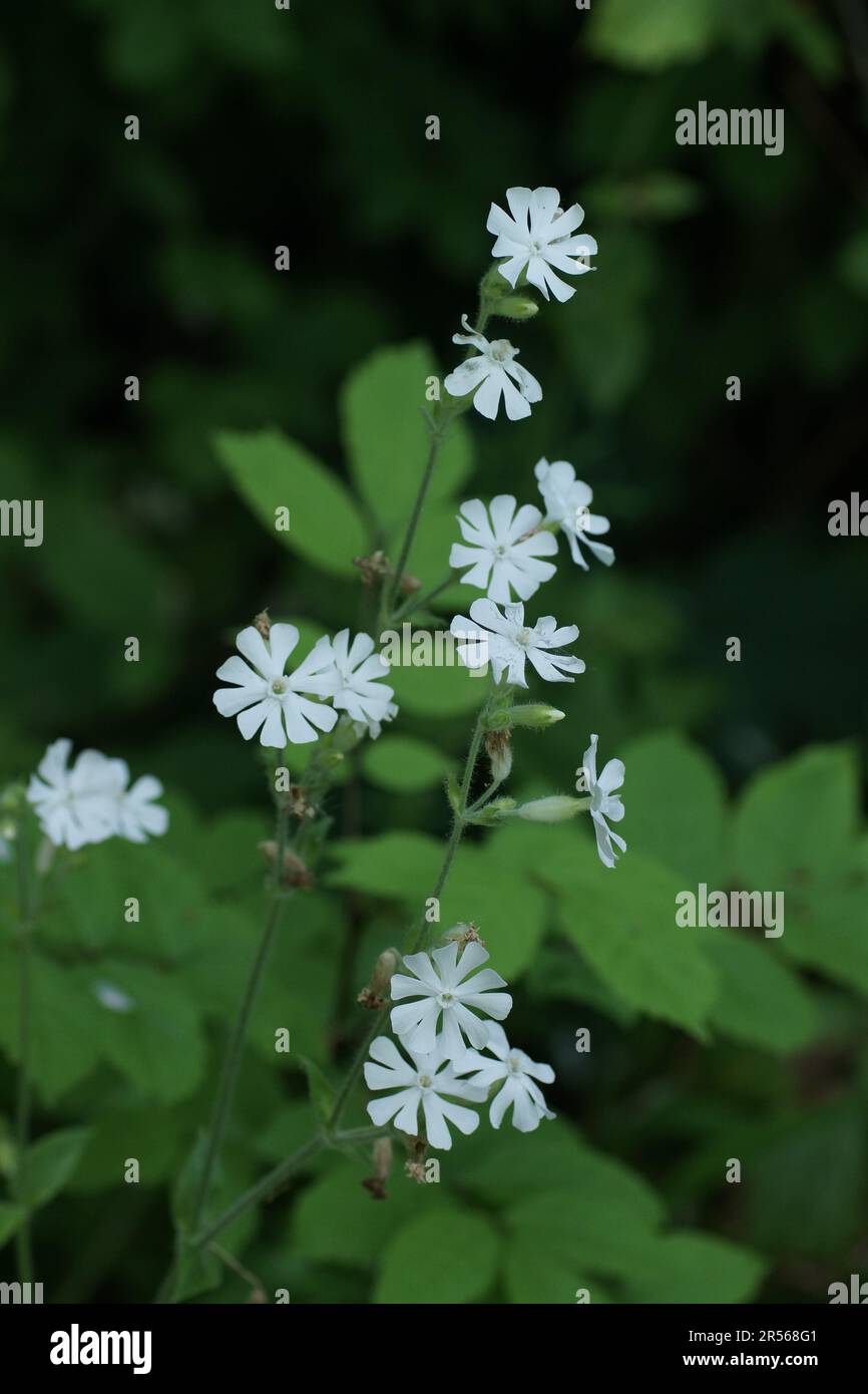 Silene dioica (albino variant) Stock Photo