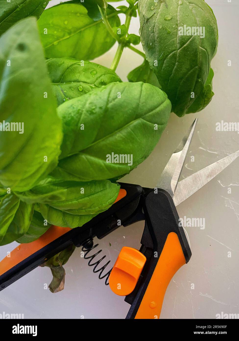 Cutting board scissors hi-res stock photography and images - Alamy