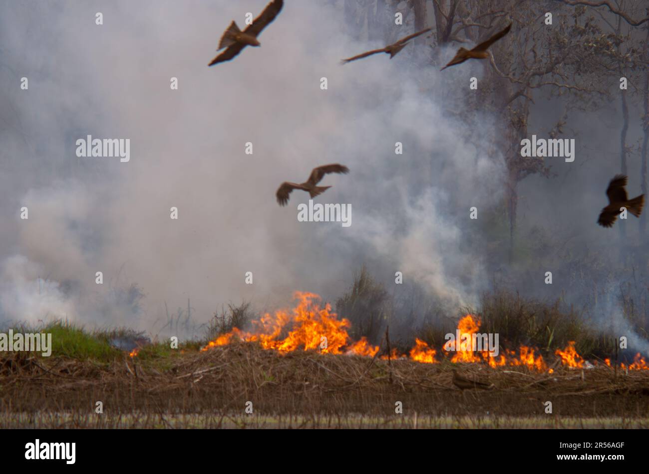 Fire, Smoke,Hazard Reduction Burn, Hastie Swamp, Australia Stock Photo