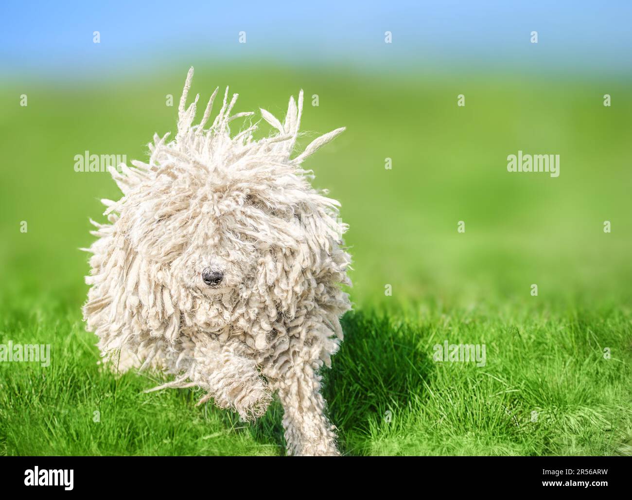 Cute Hungarian puli dog on green grass on the Carpathian mountains, Ukraine, Europe. Stock Photo