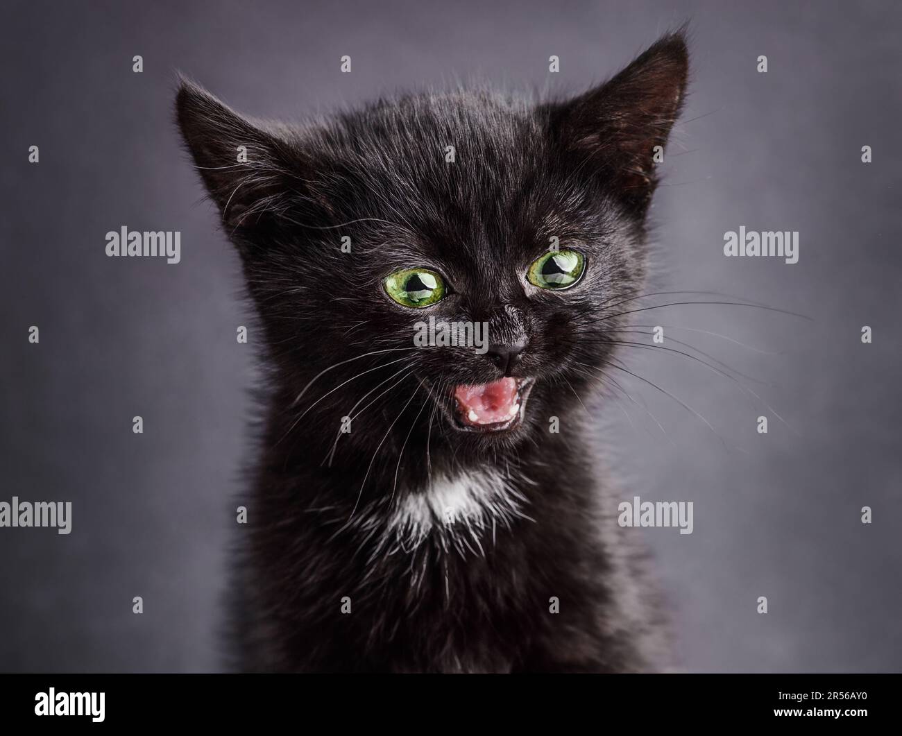 Funny happy surprised black kitten on grey background Stock Photo - Alamy