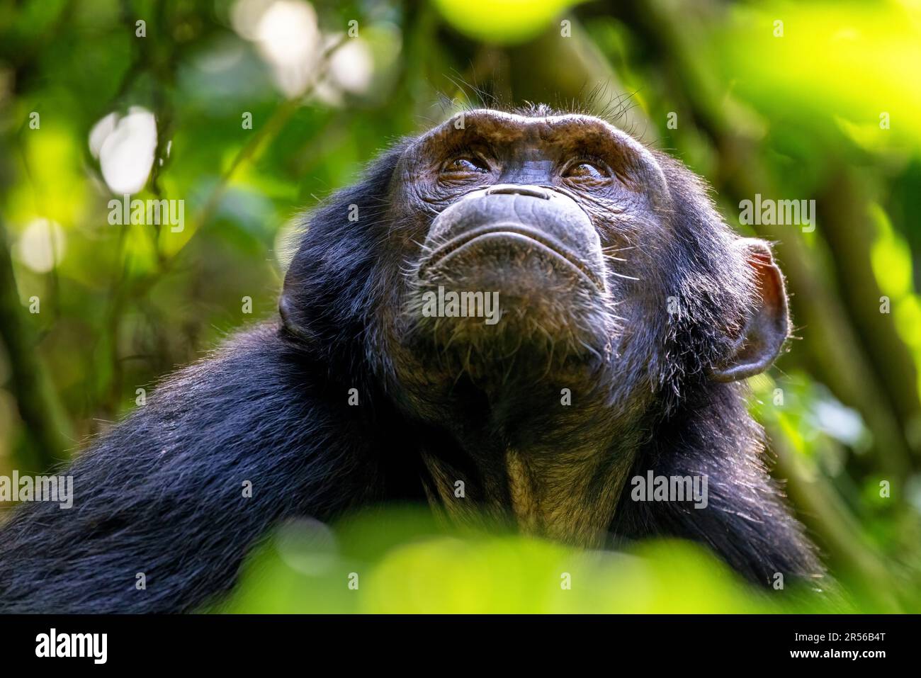 Adult chimpanzee, pan troglodytes, looks up to the sun shining through a break in the tree canopy. Kibale Forest, Uganda. Conservation program means t Stock Photo