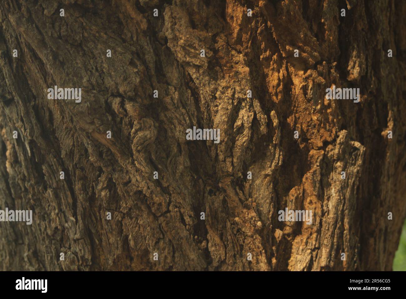 Indian rosewood, Dalbergia sissoo, shisham Stock Photo Alamy