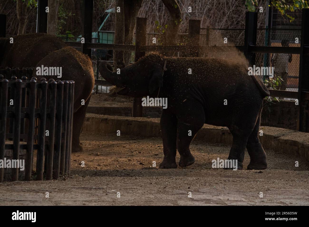 baby elephant playing with mother at Bannerghatta national park