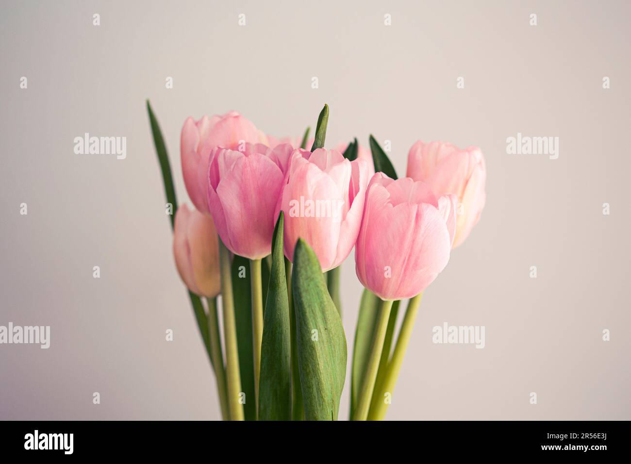 Pink tulips beautiful flower bouquet on a grey background Stock Photo ...