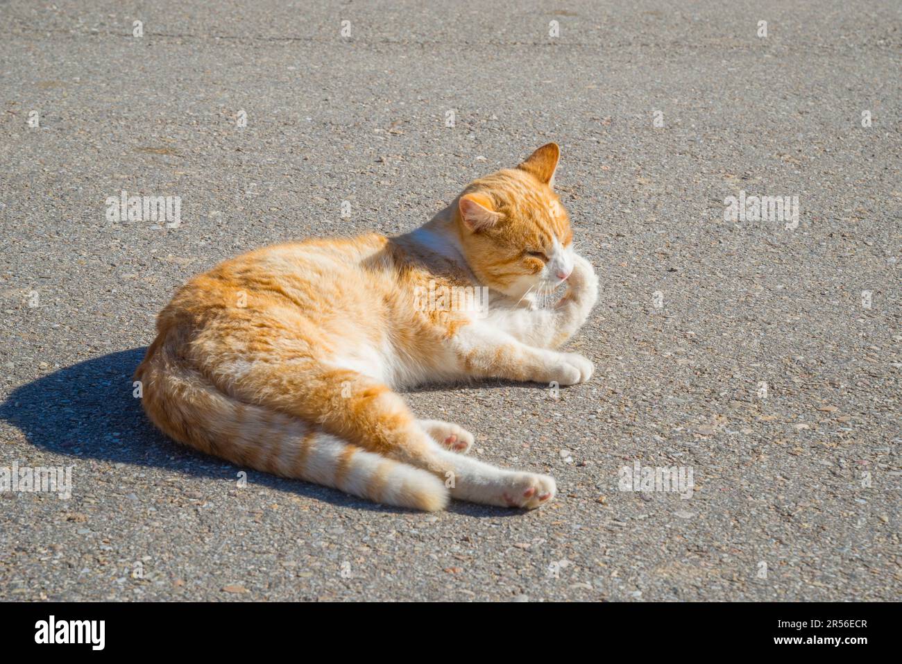 Tabby and white cat licking itself and sunbathing Stock Photo - Alamy