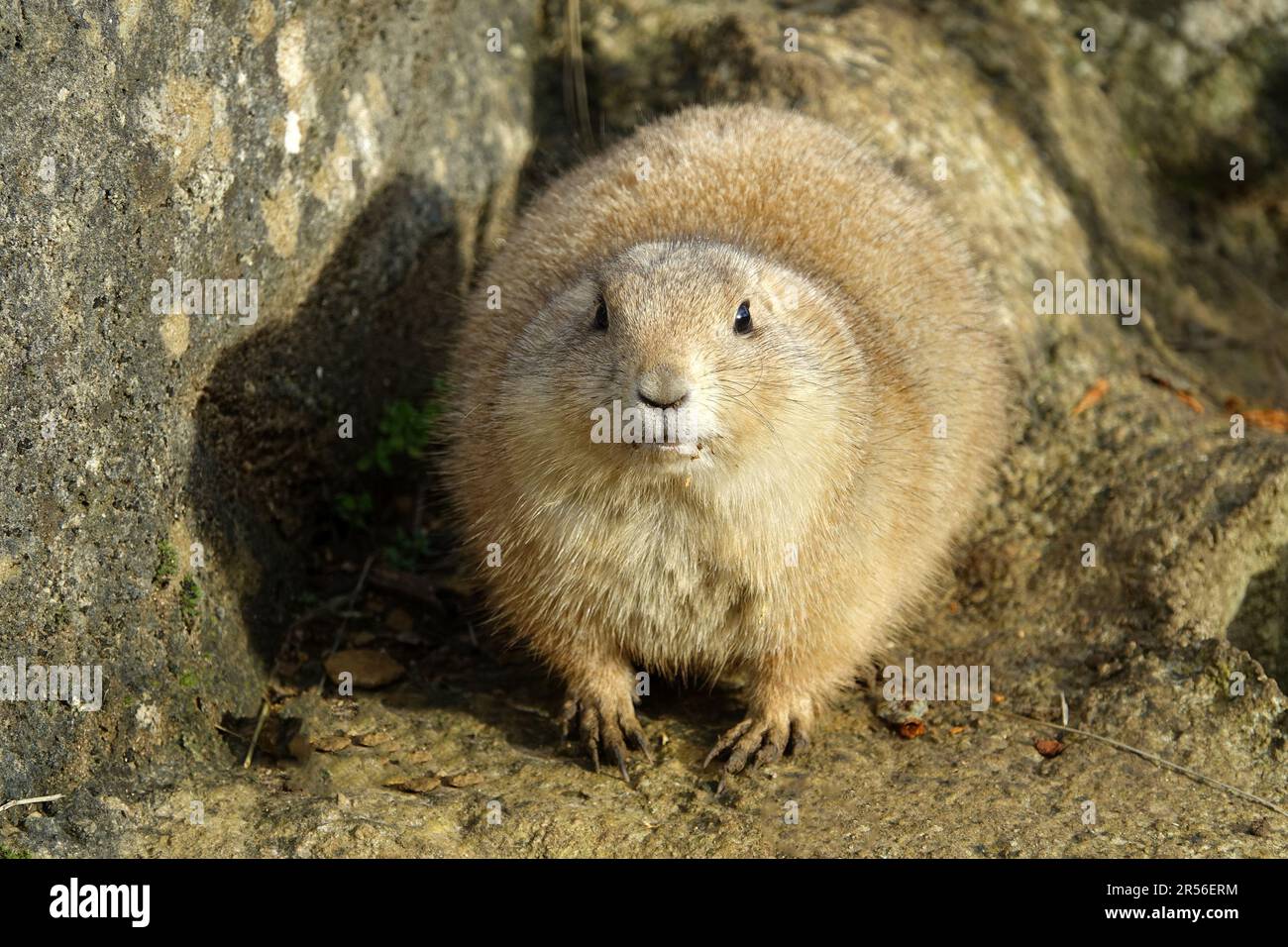 Prairie Dogs at Cotswold Wildlife Park, Nr. Burford, Oxfordshire