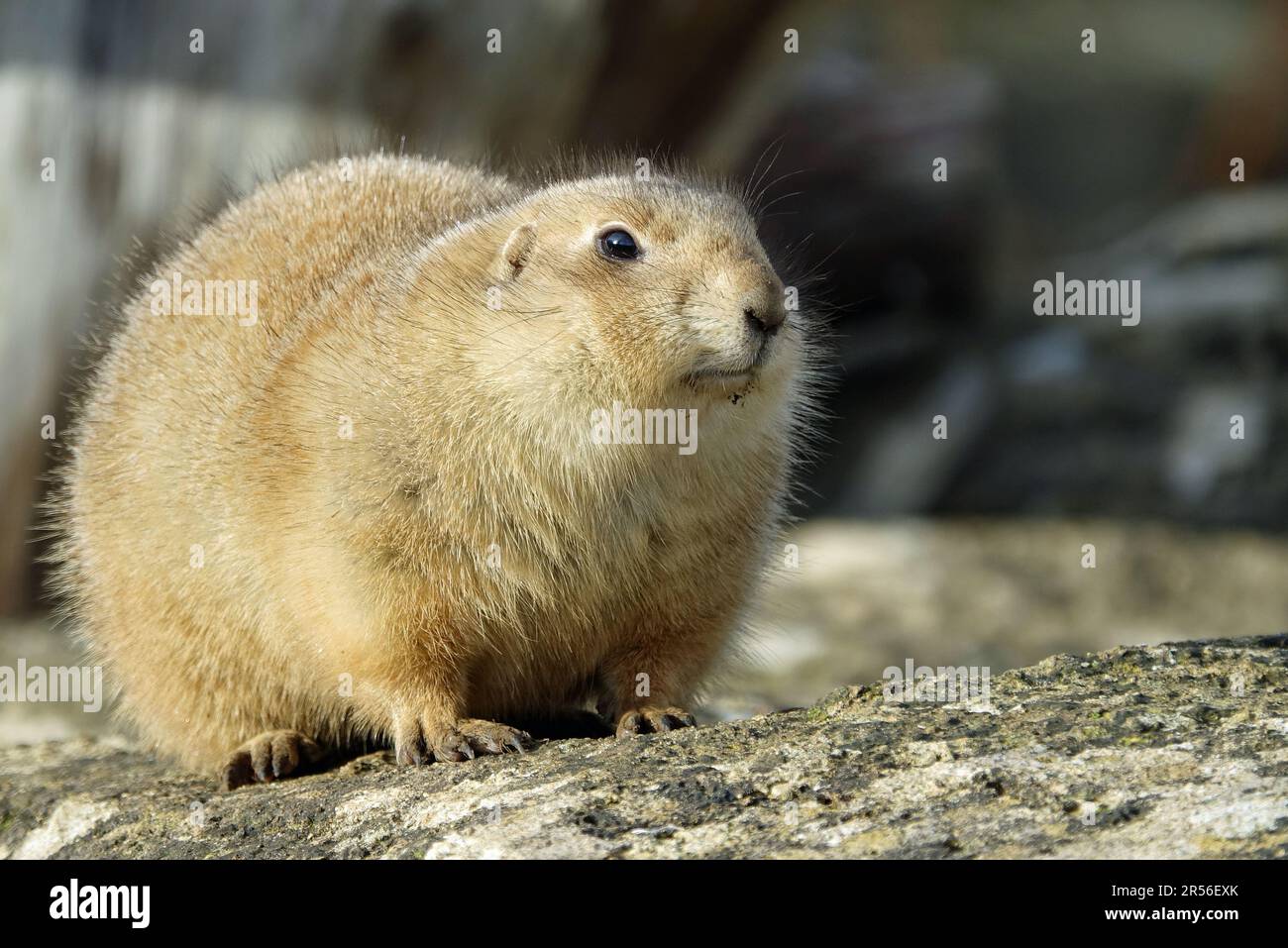 Prairie Dogs at Cotswold Wildlife Park, Nr. Burford, Oxfordshire