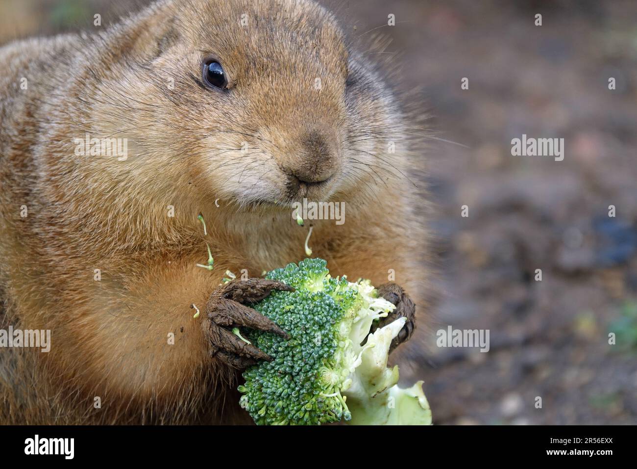 Prairie Dogs at Cotswold Wildlife Park, Nr. Burford, Oxfordshire