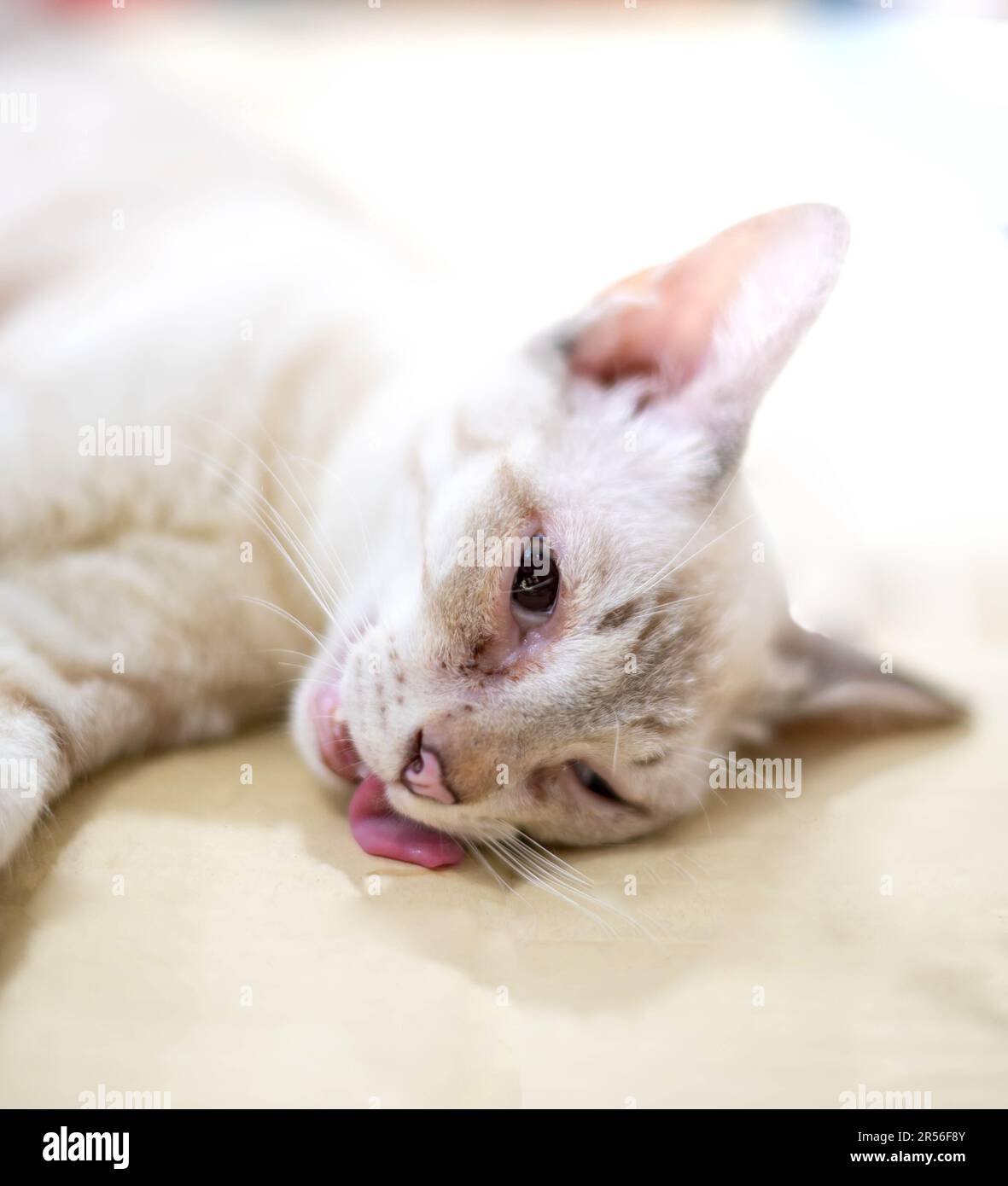 Cat unconscious on table during anesthesia for the cat Sterilization at