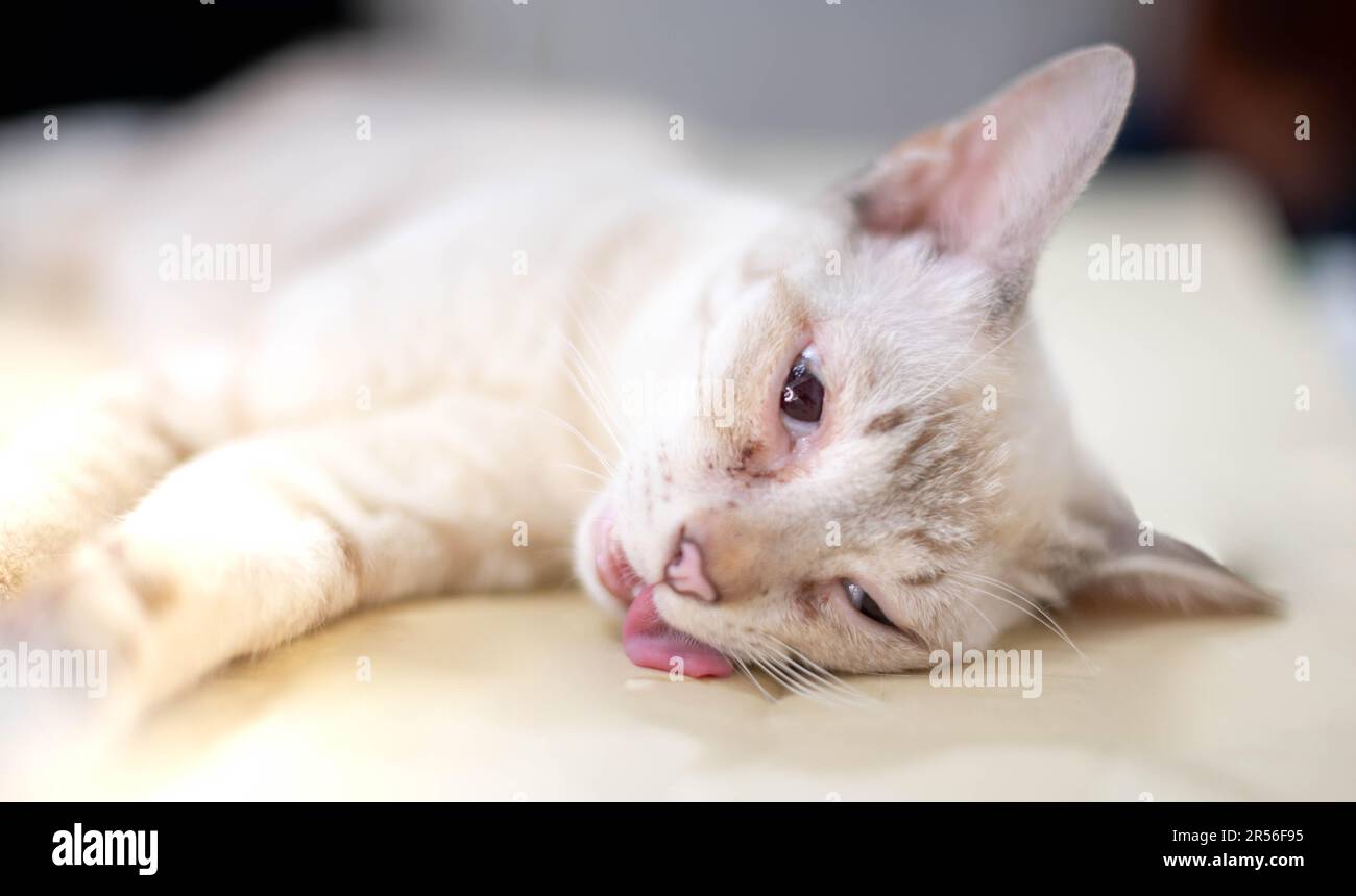 Cat unconscious on the table during anesthesia for cat Sterilization at