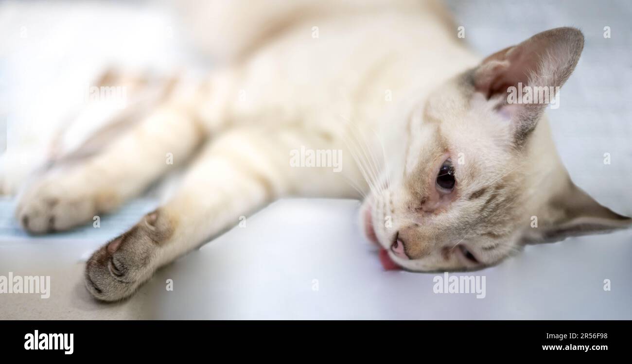 Cat unconscious on table during anesthesia for the cat Sterilization at