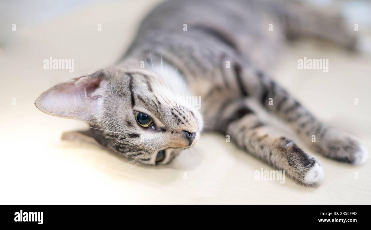 Cat unconscious on the table during anesthesia for cat Sterilization at