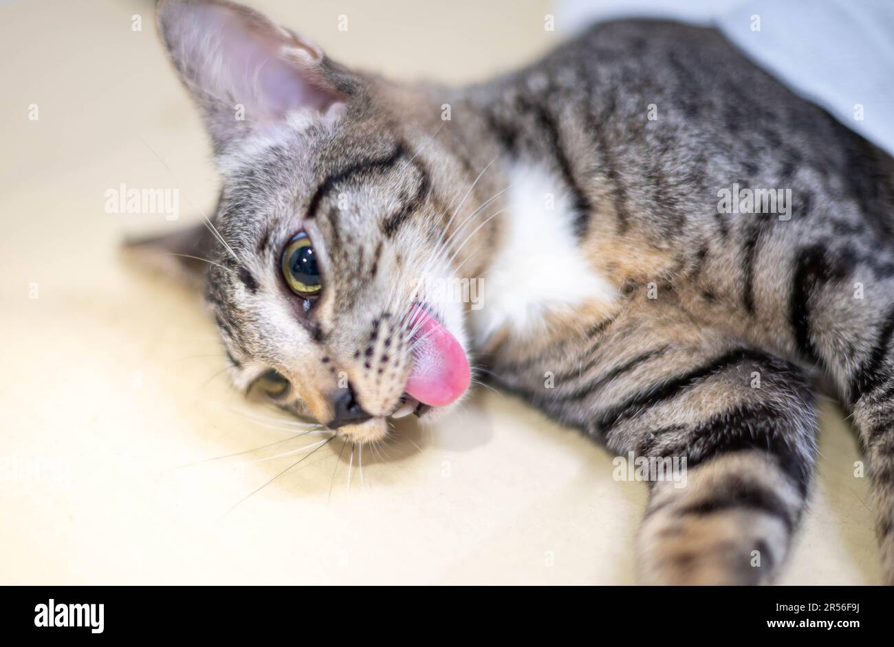 Cat unconscious on table during anesthesia for the cat Sterilization at