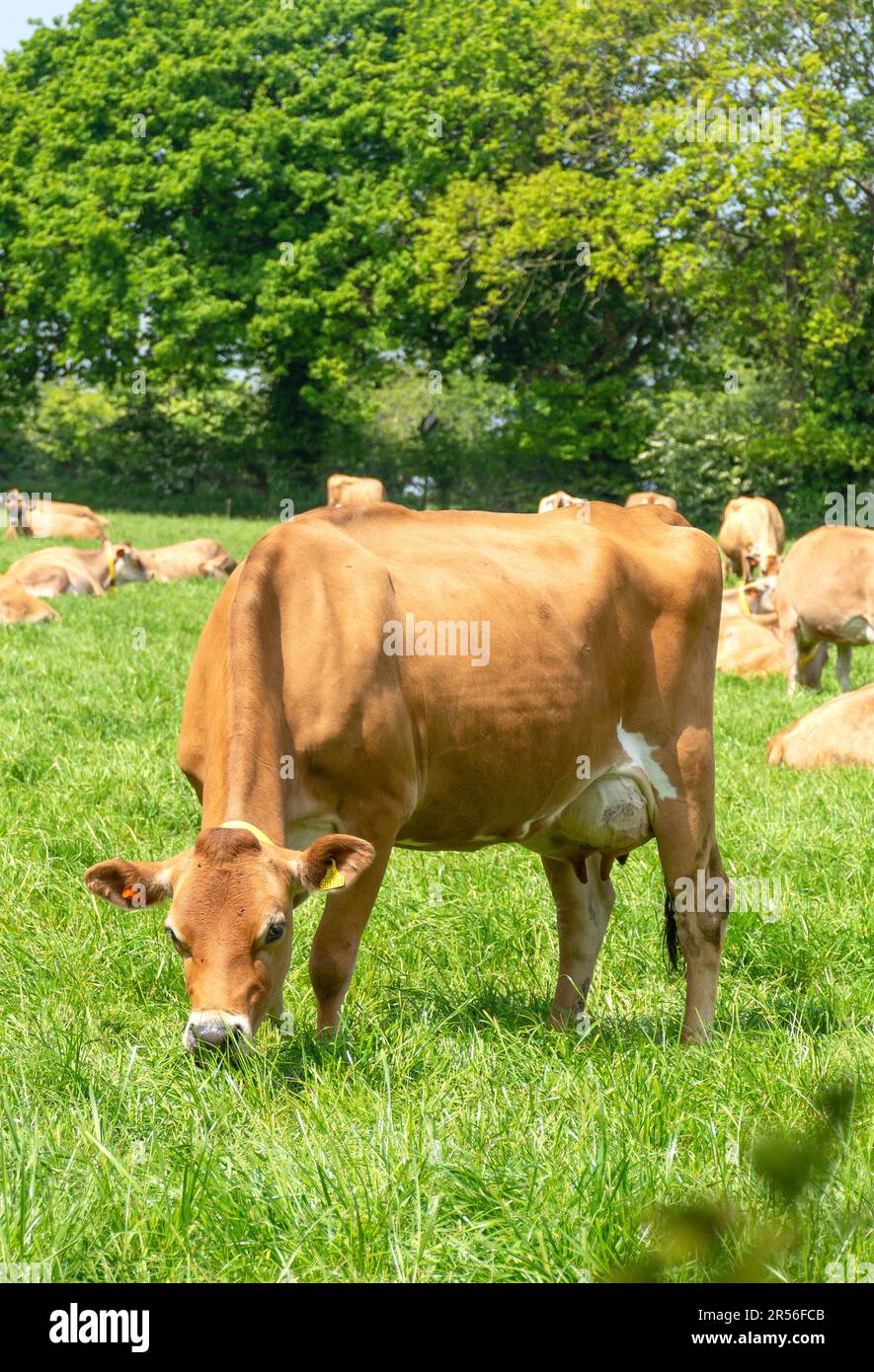 Jersey cow in field, Trinity Parish, Jersey, Channel Islands Stock ...