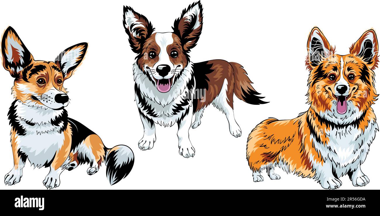 Set of color sketches of dog Welsh corgi breed smiling Stock Vector