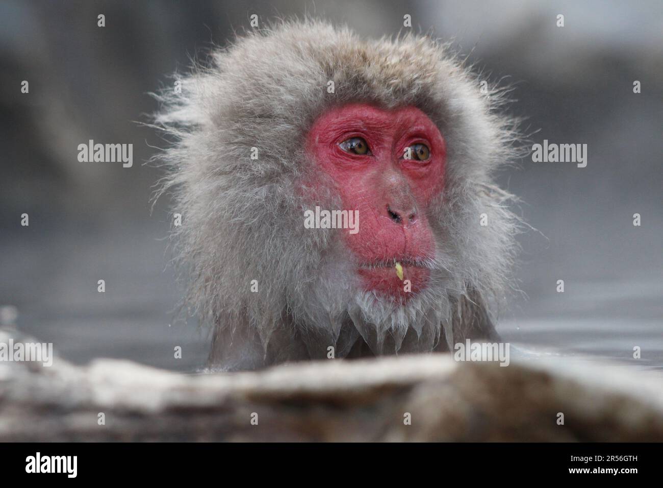 Snow monkey taking the hot spring, in Nagano, Japan Stock Photo Alamy