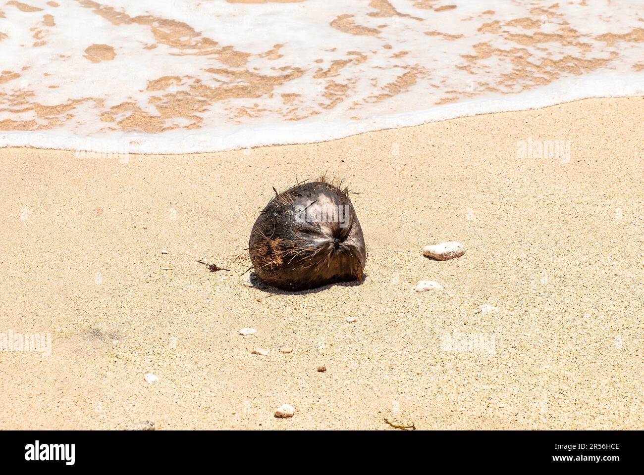 Old coconut floating on a beach in Canggu, Bali Island, Indonesia Stock