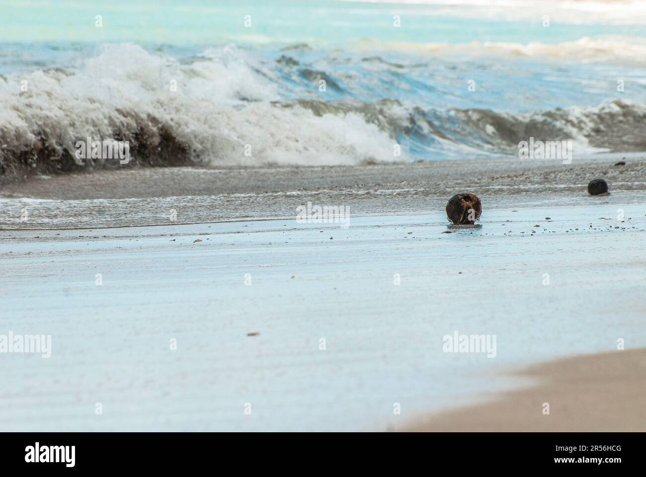 Old coconut floating on a beach in Canggu, Bali Island, Indonesia Stock